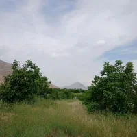 فروش باغ گردو