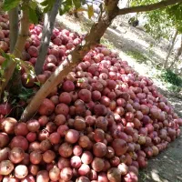 انار هفتادر|خوردنی و آشامیدنی|عقدا, |دیوار