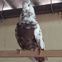 کبوتر قلمکاری سینه بسته