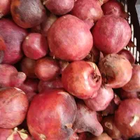 انارابگیری کیلو۳۳