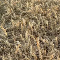 گندم بذری خارجی|خدمات باغبانی و درختکاری|کرمانشاه, |دیوار