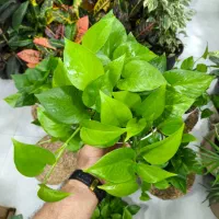 پتوس سبز سایز متوسط