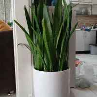 تعدادی گل طبیعی آپارتمانی