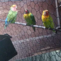 فروش طوطی عروس و طوطی برزیلی