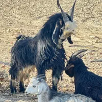 کهره نر|حیوانات مزرعه|درودزن, |دیوار