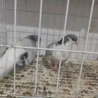 یه جفت بدرنگ|پرنده|قزوین, |دیوار