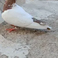 کبوتر ماده|پرنده|بروجن, |دیوار