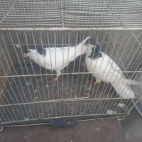 ۶تا کفتر قلمرو مقبول|پرنده|مشهد, هفده شهریور|دیوار