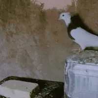 یک جفت کبوتر طوقی کاکلی