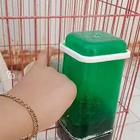 عروس هلندی ماده