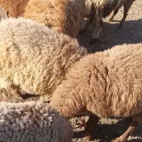 فروش بره بزغاله قیمت مناسب