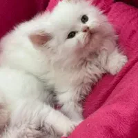 بچه گربه پرشین