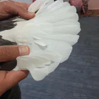 کبوترنرمست ماده دوست خوراک جلدشدنوغریبگیری|پرنده|تهران, خانی‌آباد|دیوار