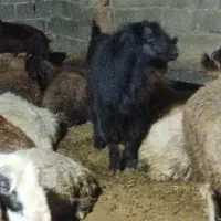 چپش|حیوانات مزرعه|دهدشت, |دیوار