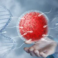 نیازمند اهدا تخمک