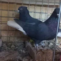 فروش کفتر|پرنده|شاهین‌شهر, خانه کارگر|دیوار