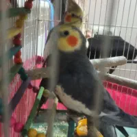 دو عدد عروس هلندی نر فوری|پرنده|تهران, مینای شمالی (مخبر)|دیوار