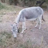 یک عدد الاغ جوان