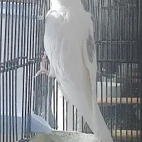 طوطی عروس دوکت و تکخال و کرم فیس