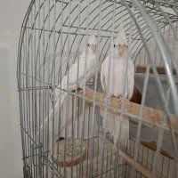 عروس هلندی آلبینو