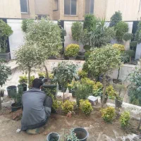 تعویض خاک گلدان و باغچه کاری شخم و هرس در محل