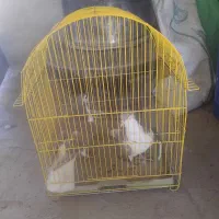 پرشی ۶ عدد|پرنده|اسفراین, |دیوار