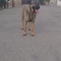 ۱۷ ماهه عراقی  اصیل