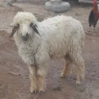 بره نر|حیوانات مزرعه|باوی, |دیوار