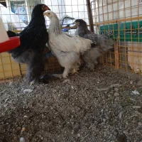 مرغ و خروس برهما رومانی|حیوانات مزرعه|خوی, |دیوار