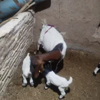 یک عدد بز|حیوانات مزرعه|فرح دشت, |دیوار