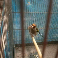 سره قناری.سره.قناری. معاوضه|پرنده|کرج, خرمدشت|دیوار