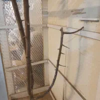 قفس چوبی محکم