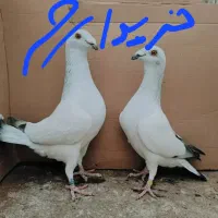 پرنده کبوتر