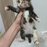 واگذاری گربه|گربه|لاهیجان, قیام|دیوار