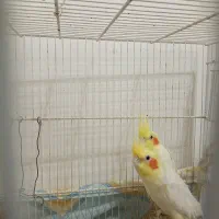 عروس هلندی|پرنده|فردوس (خراسان), |دیوار