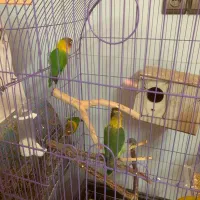 طوطی برزیلی و عروس هلندی|پرنده|باقرشهر, |دیوار