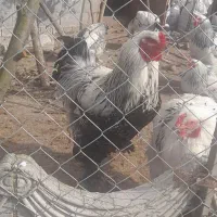 خروس برهما