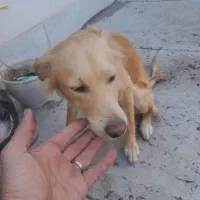 دوتاسگ خارجی اشمیتر.راکسل