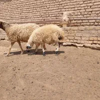 بره نر|حیوانات مزرعه|گلپایگان, |دیوار