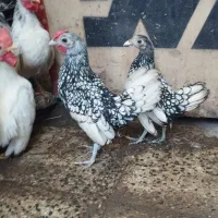مرغ و خروس