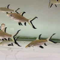 ماهی اکواریوم پروانه بار جدید شارژ شد|ماهی|مشهد, هدایت|دیوار