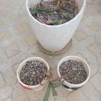 گلدان سرامیکی