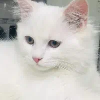 واگذاری گربه پرشین به یک خانواده ی دلسوز ومهربان