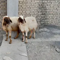 دومیش ودوبره|حیوانات مزرعه|شوشتر, |دیوار