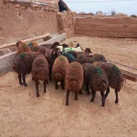 فروش بره نر پشم شیر پای پروار