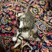 واگذاری گربه رایگان