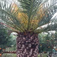 خانه-باغ-در-منطقه-دنج-در-جویبار