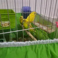 مرغ عشق|پرنده|مسجد سلیمان, |دیوار