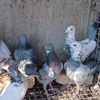 فروش ۳۱ عدد کبوتر جوان