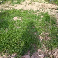 نهال گوجه|گل و گیاه طبیعی|سملقان, |دیوار